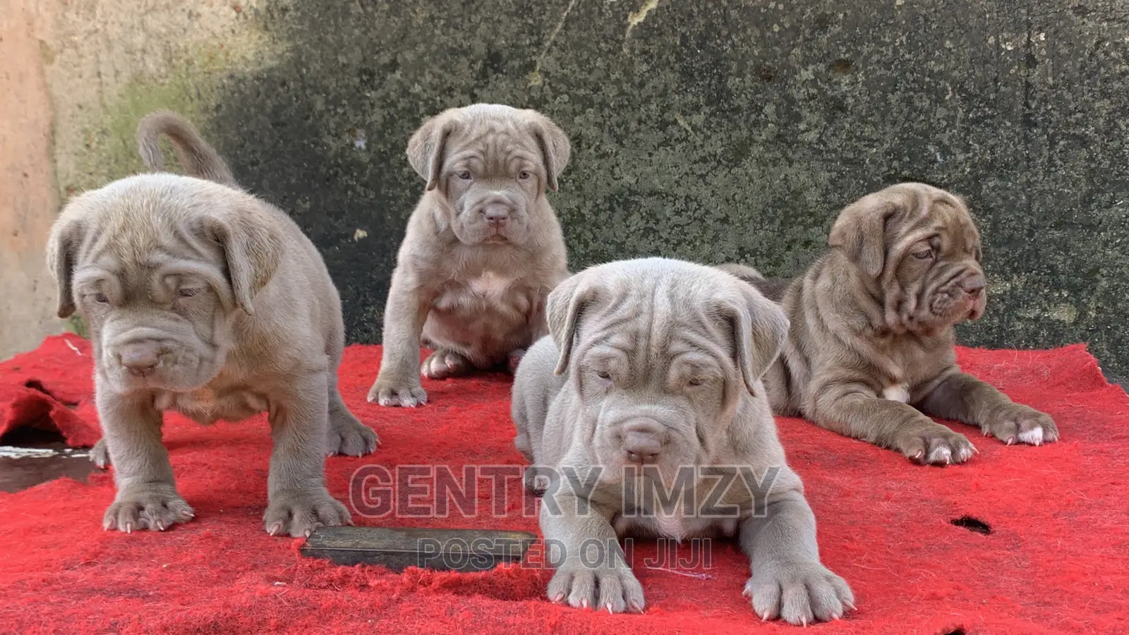 1-3 months Male Purebred Neapolitan Mastiff