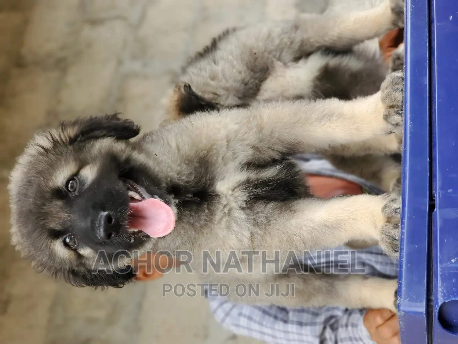 1-3 months Male Purebred Caucasian Shepherd