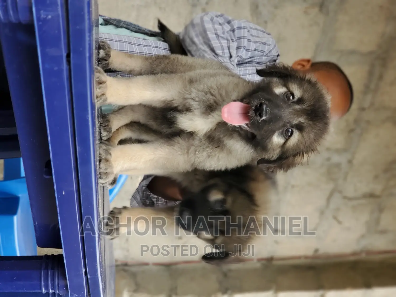 1-3 months Male Purebred Caucasian Shepherd