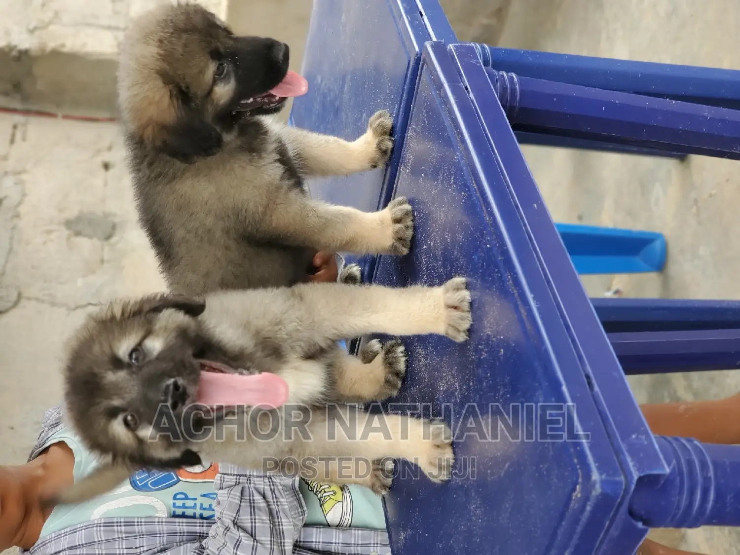 1-3 months Male Purebred Caucasian Shepherd