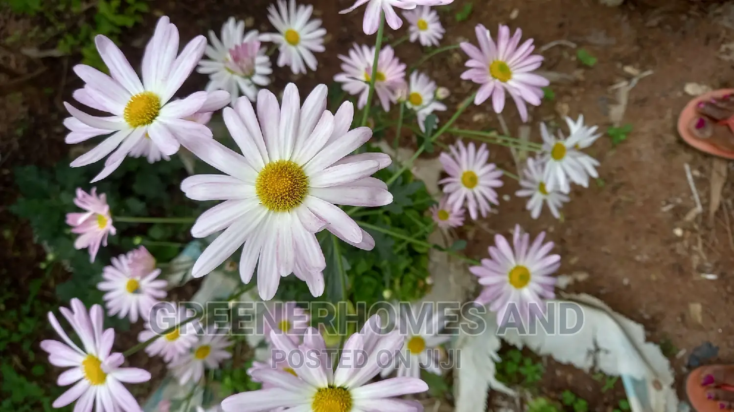 Colourful Flowers