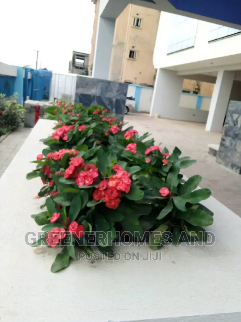 Colourful Flowers