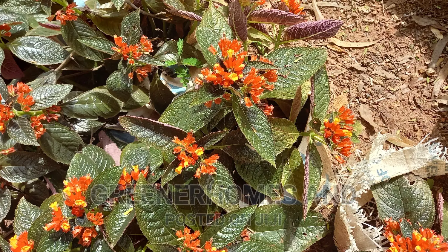 Colourful Flowers