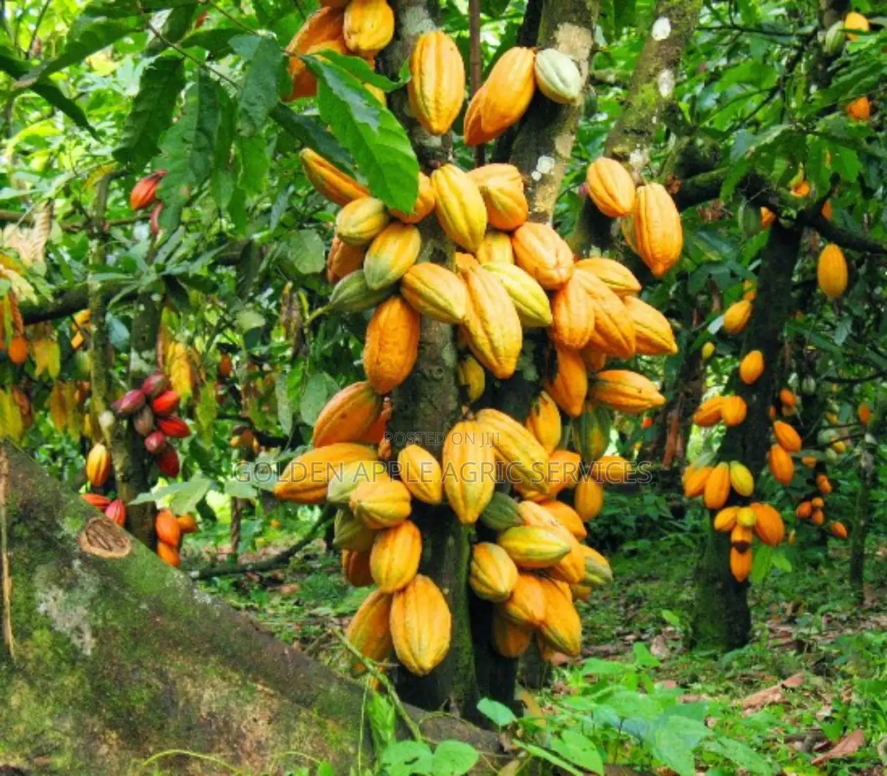 Cocoa Seedlings (Crin Hybrid Tc Series) Fruits in 18 Months