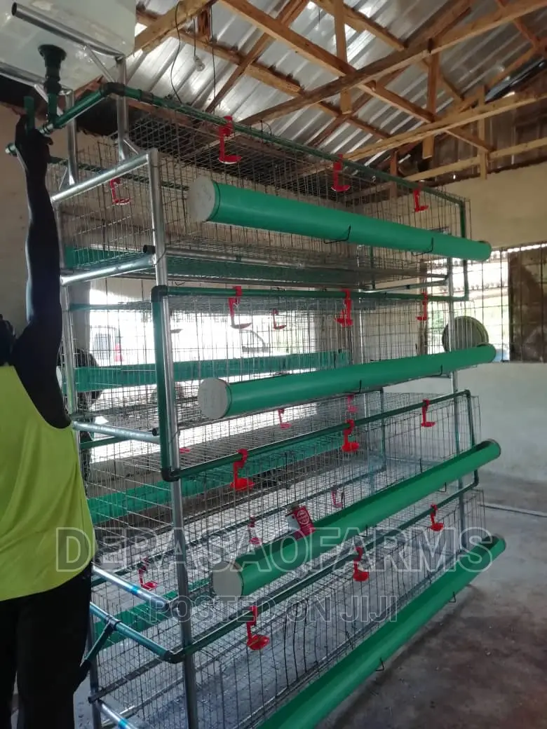 Four (4) Step Broiler Cage With There Automatic Drinker
