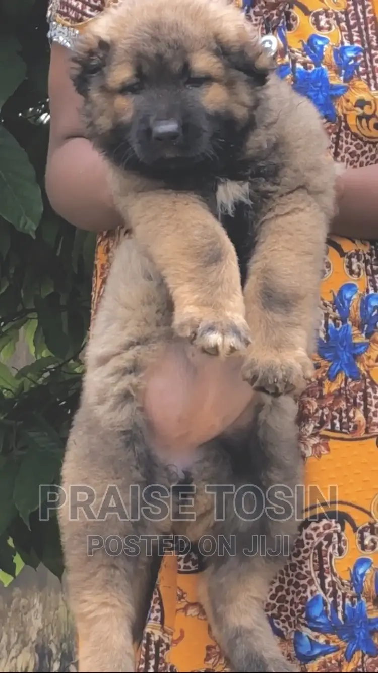 1-3 months Female Purebred Caucasian Shepherd