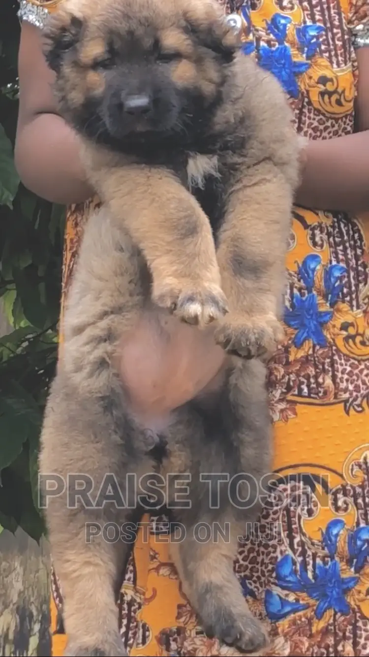 1-3 months Female Purebred Caucasian Shepherd