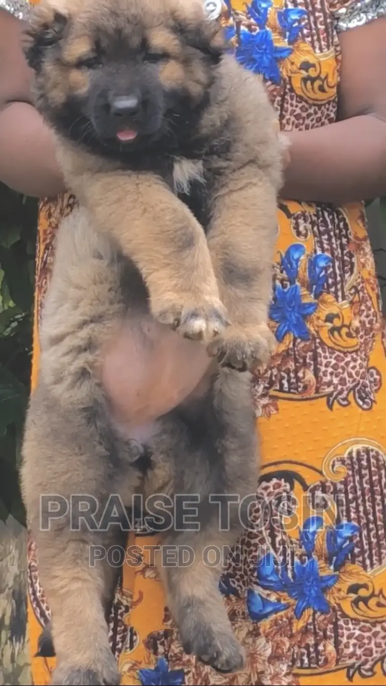 1-3 months Female Purebred Caucasian Shepherd