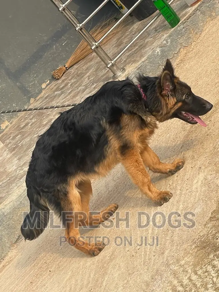 6-12 months Male Purebred German Shepherd