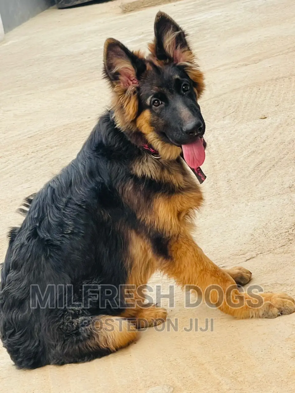 6-12 months Male Purebred German Shepherd