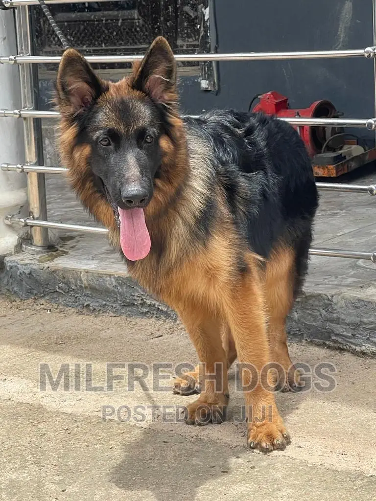 6-12 months Male Purebred German Shepherd