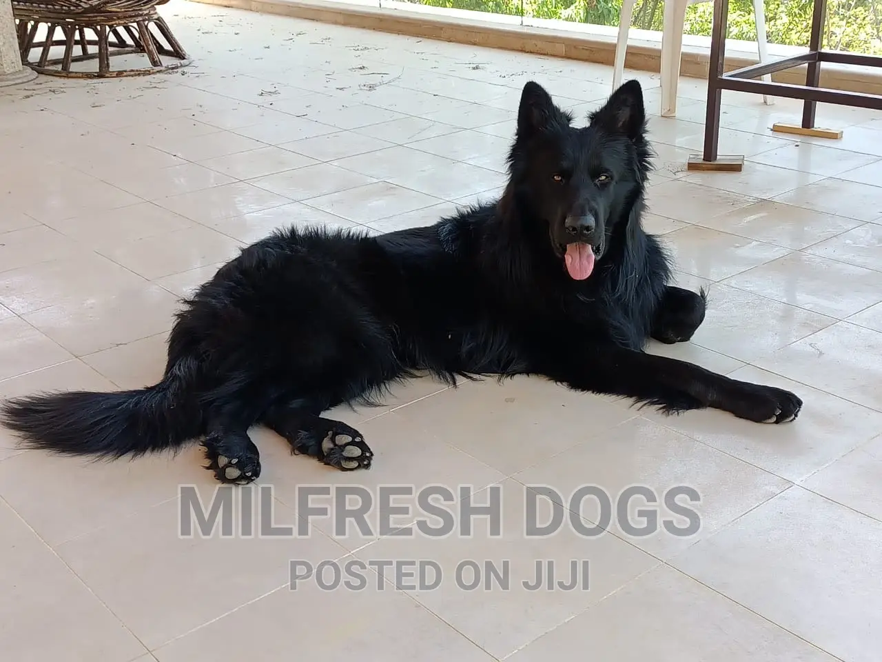 6-12 months Female Purebred German Shepherd