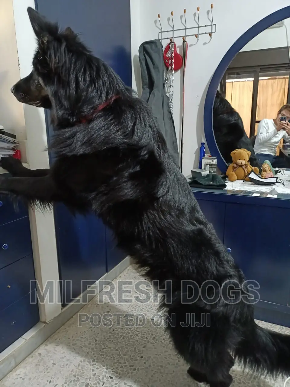 6-12 months Female Purebred German Shepherd