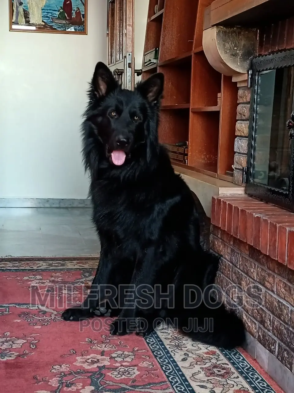6-12 months Female Purebred German Shepherd