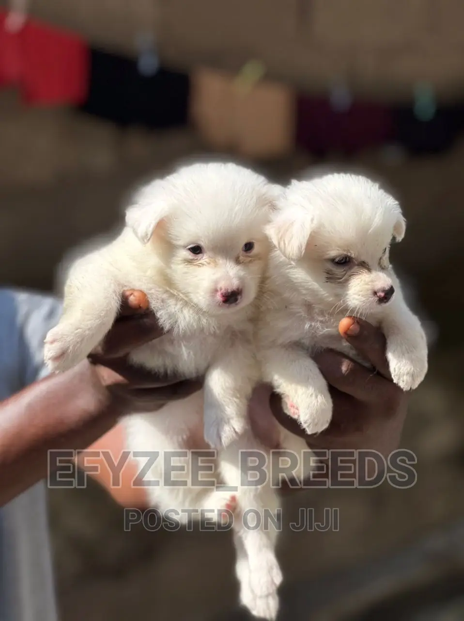 1-3 months Female Purebred American Eskimo