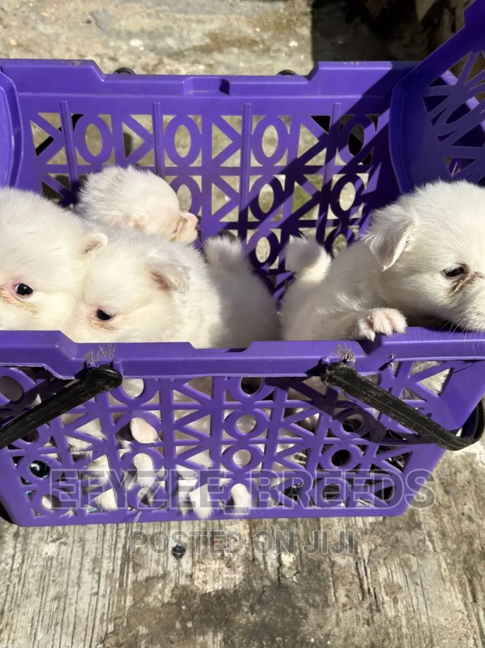 1-3 months Female Purebred American Eskimo