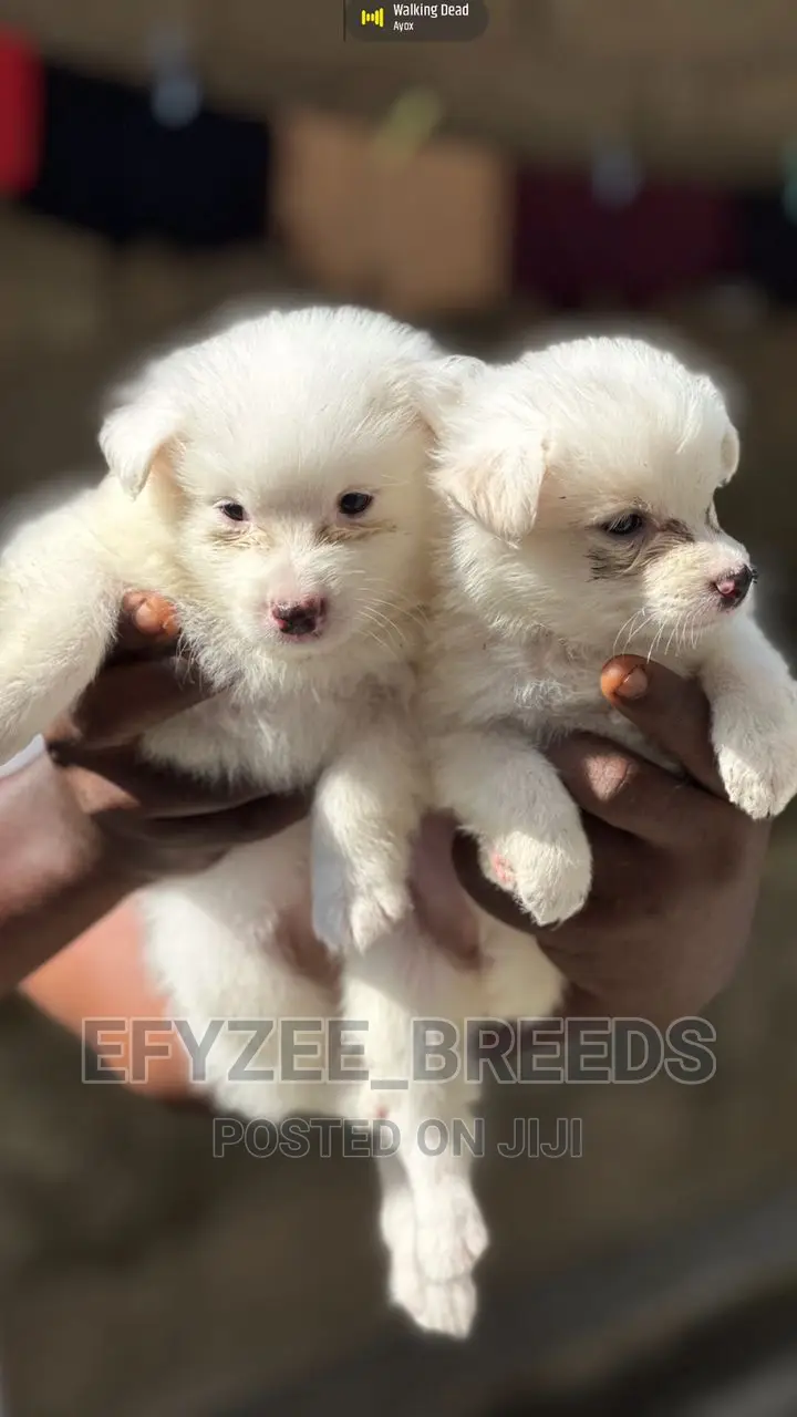 1-3 months Female Purebred American Eskimo