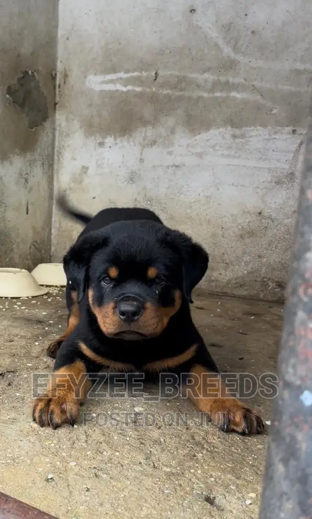 1-3 months Male Purebred Rottweiler