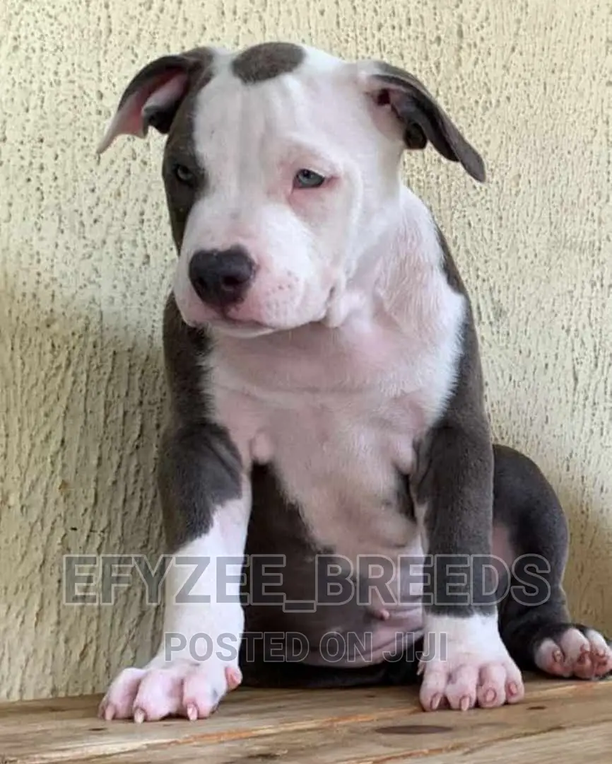 1-3 months Female Purebred American Bully
