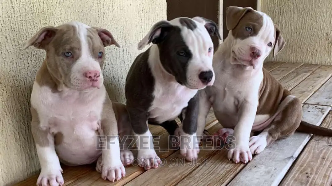 1-3 months Female Purebred American Bully