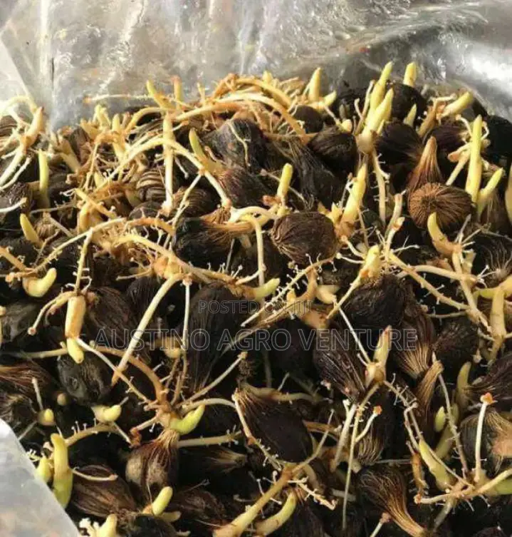 Imported Malaysia Sprouted Supergene Palm Seedlings