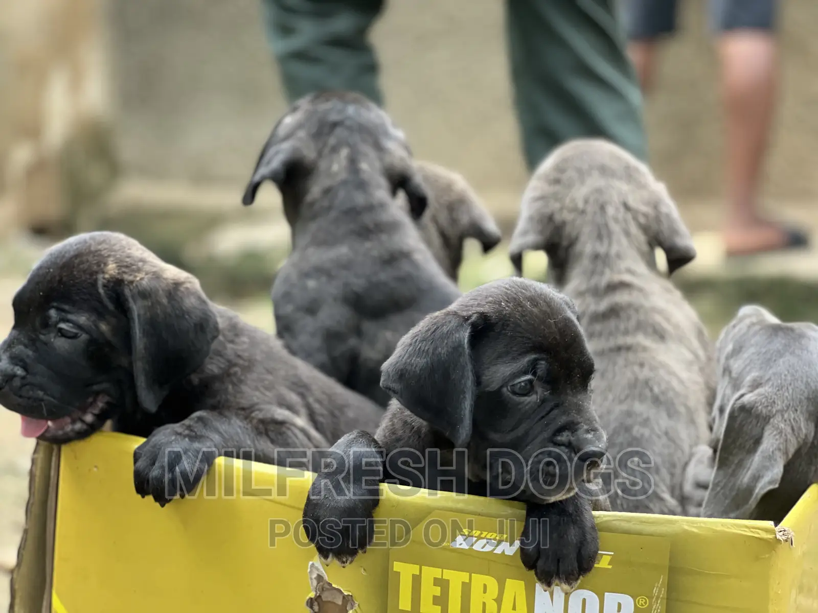 1-3 months Female Purebred Cane Corso