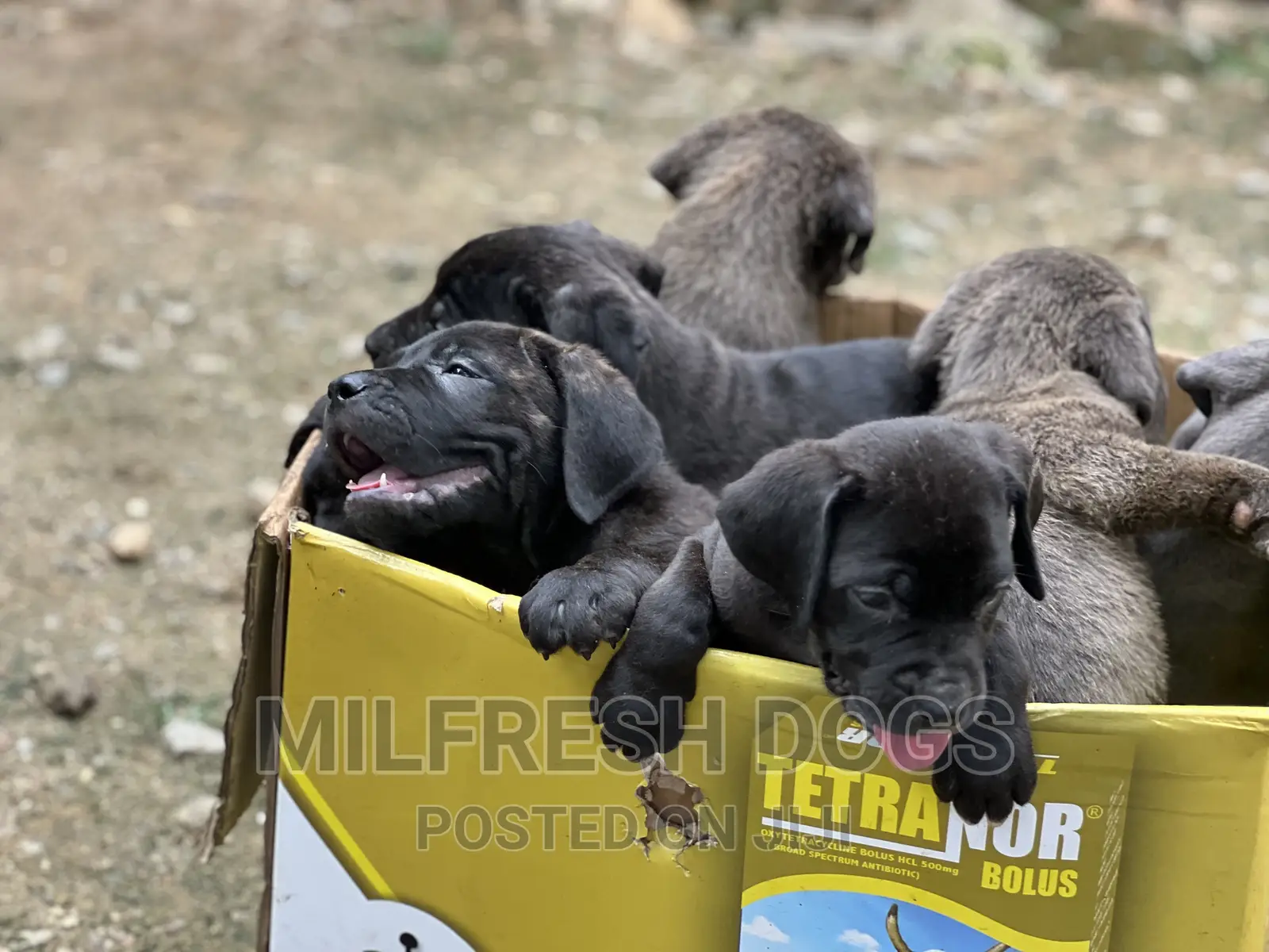 1-3 months Female Purebred Cane Corso