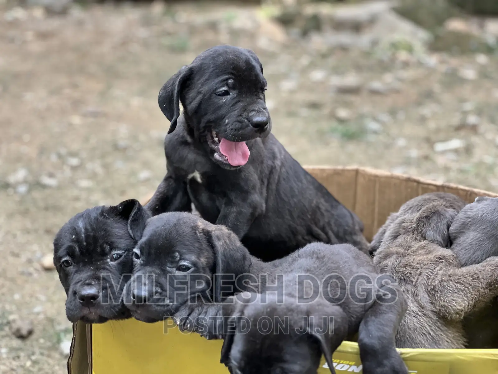 1-3 months Female Purebred Cane Corso
