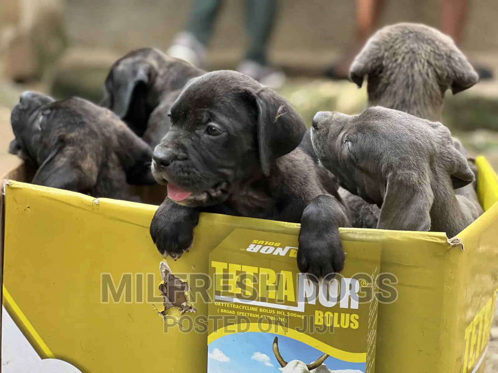 1-3 months Female Purebred Cane Corso
