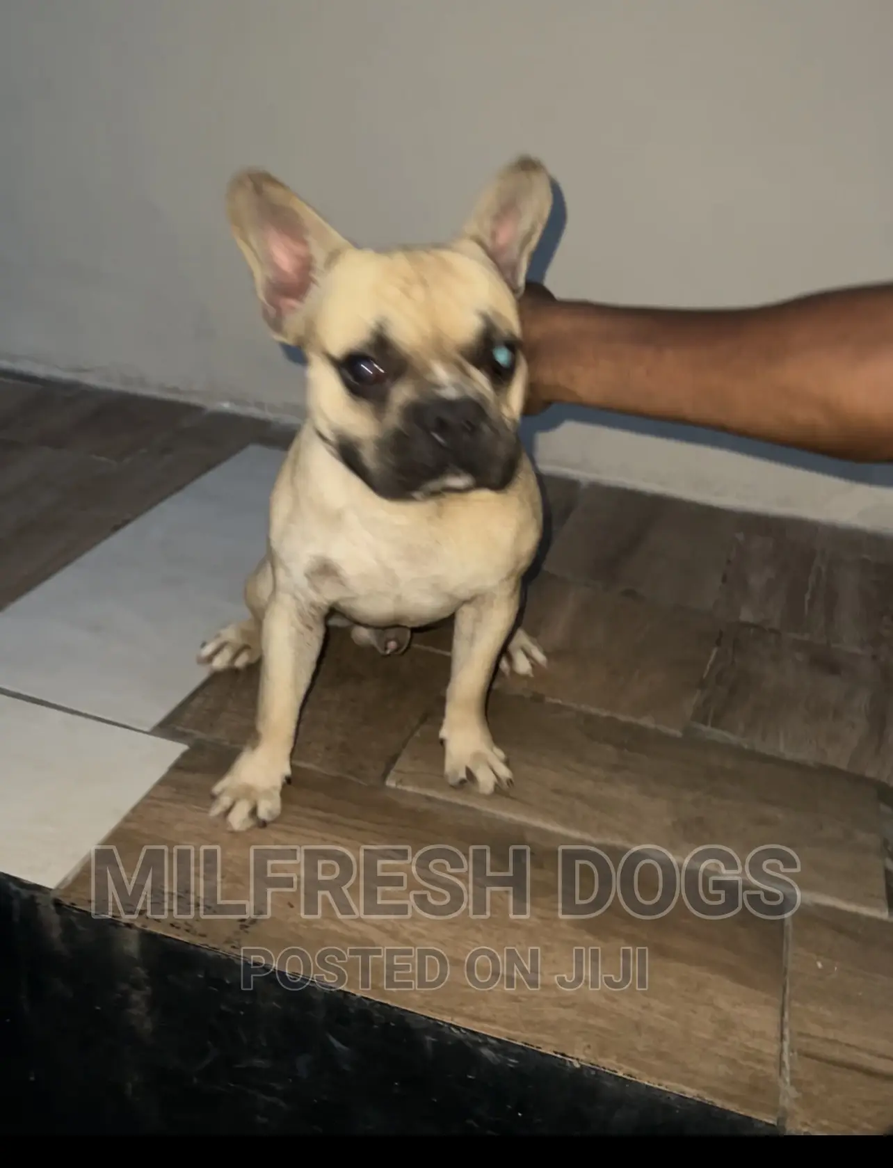 6-12 months Male Purebred French Bulldog