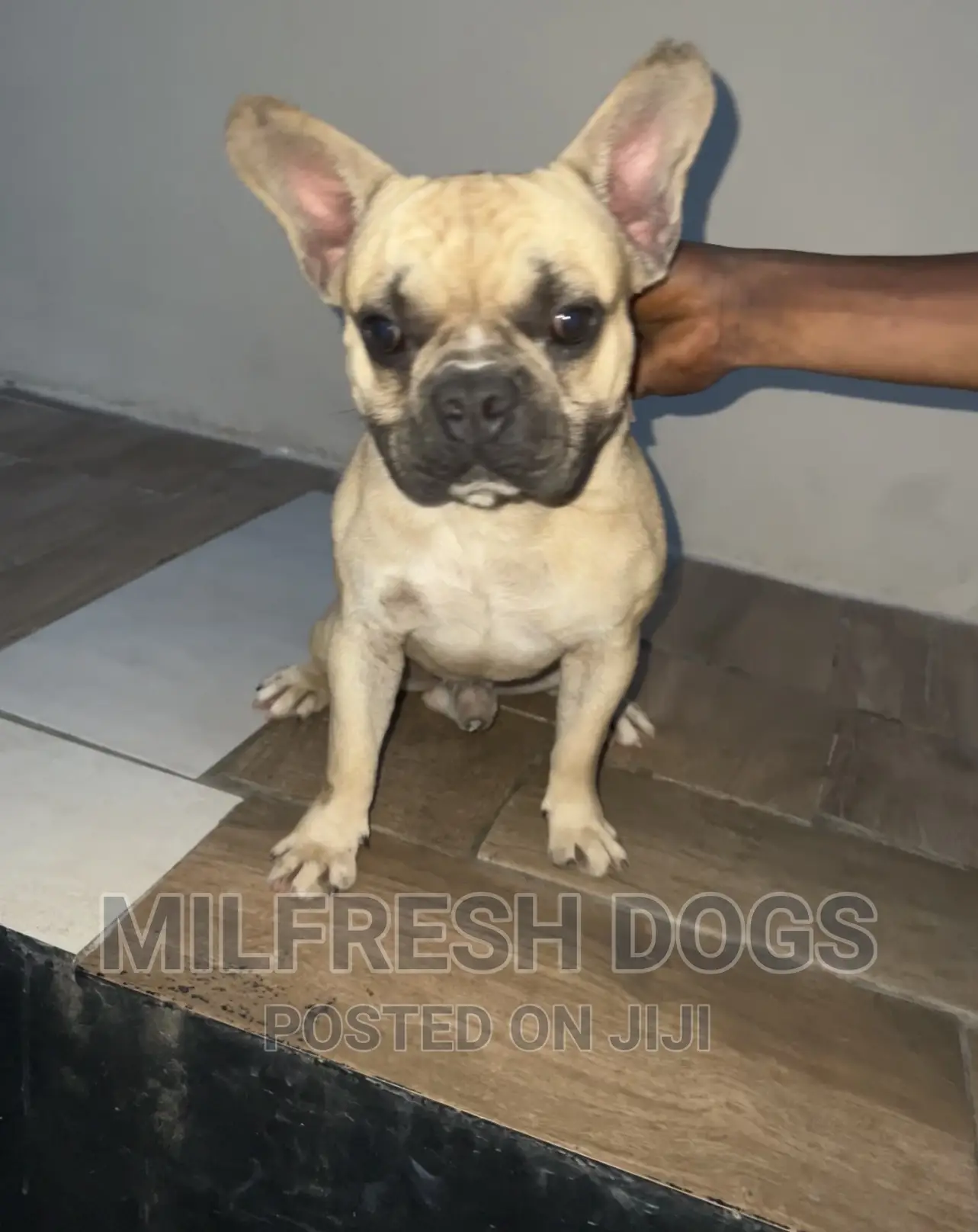 6-12 months Male Purebred French Bulldog