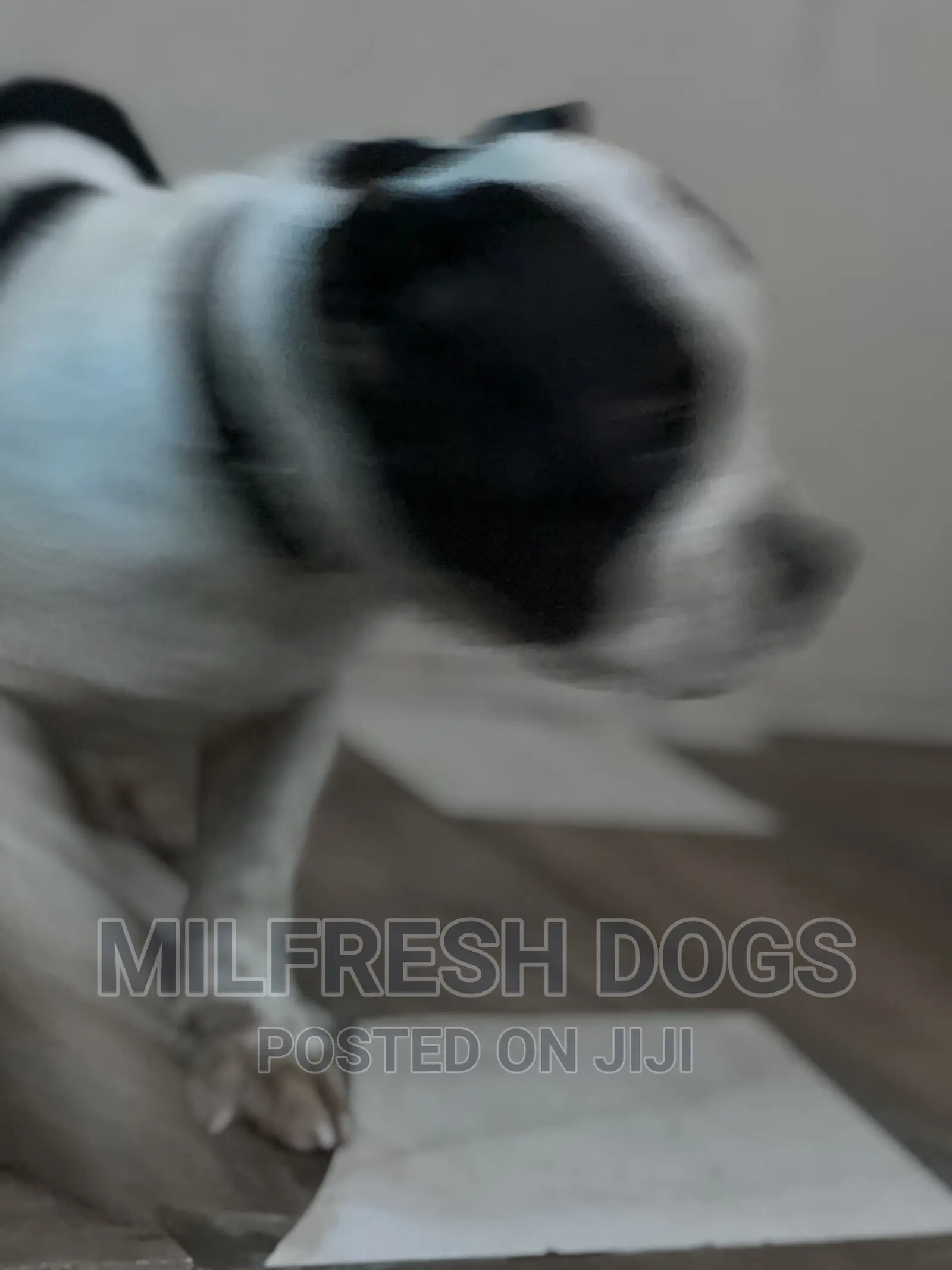 1-3 months Male Purebred American Bully