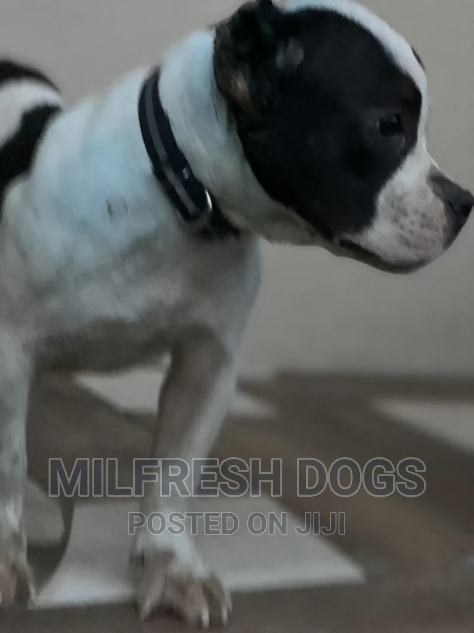 1-3 months Male Purebred American Bully