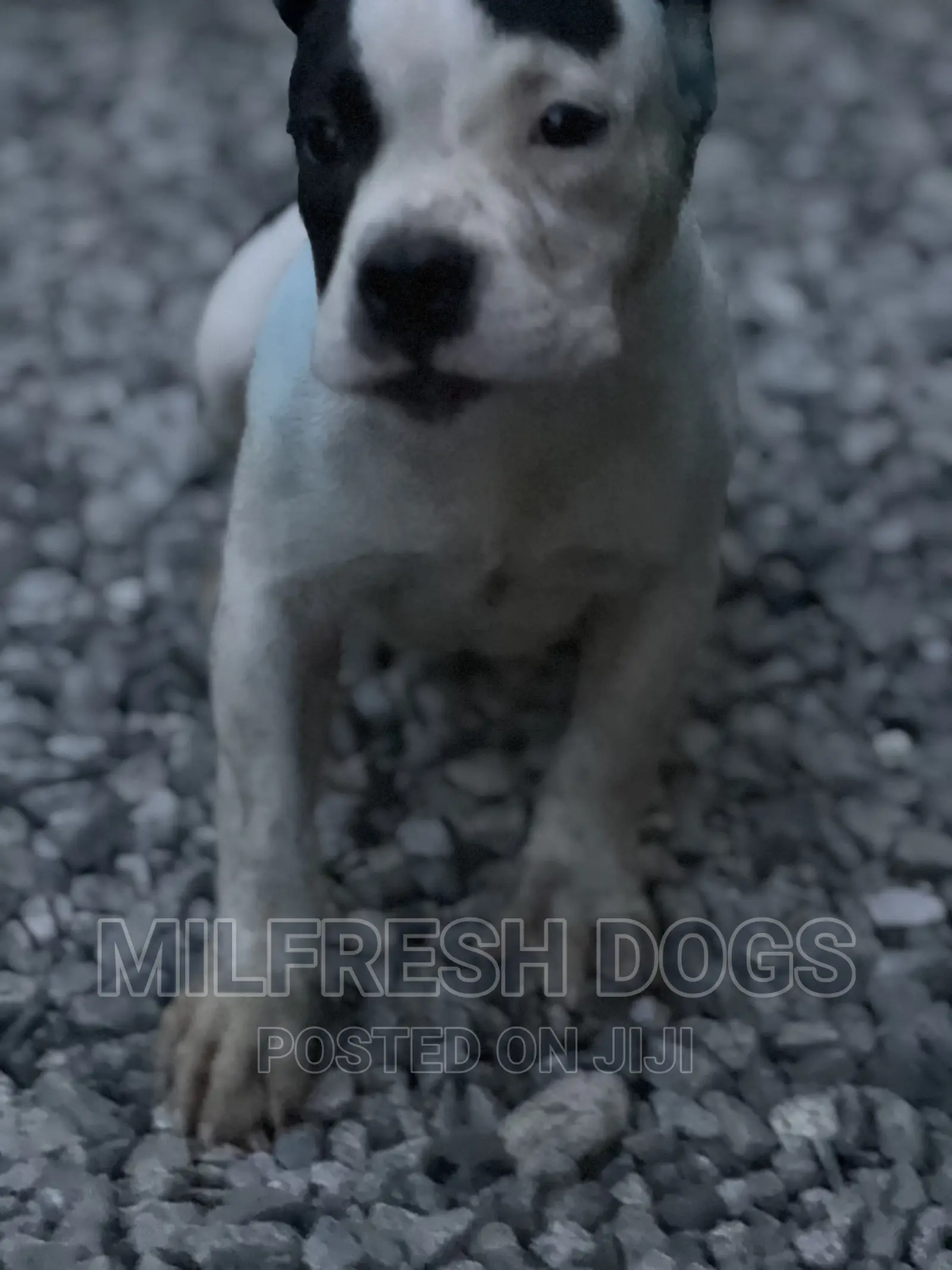 1-3 months Male Purebred American Bully