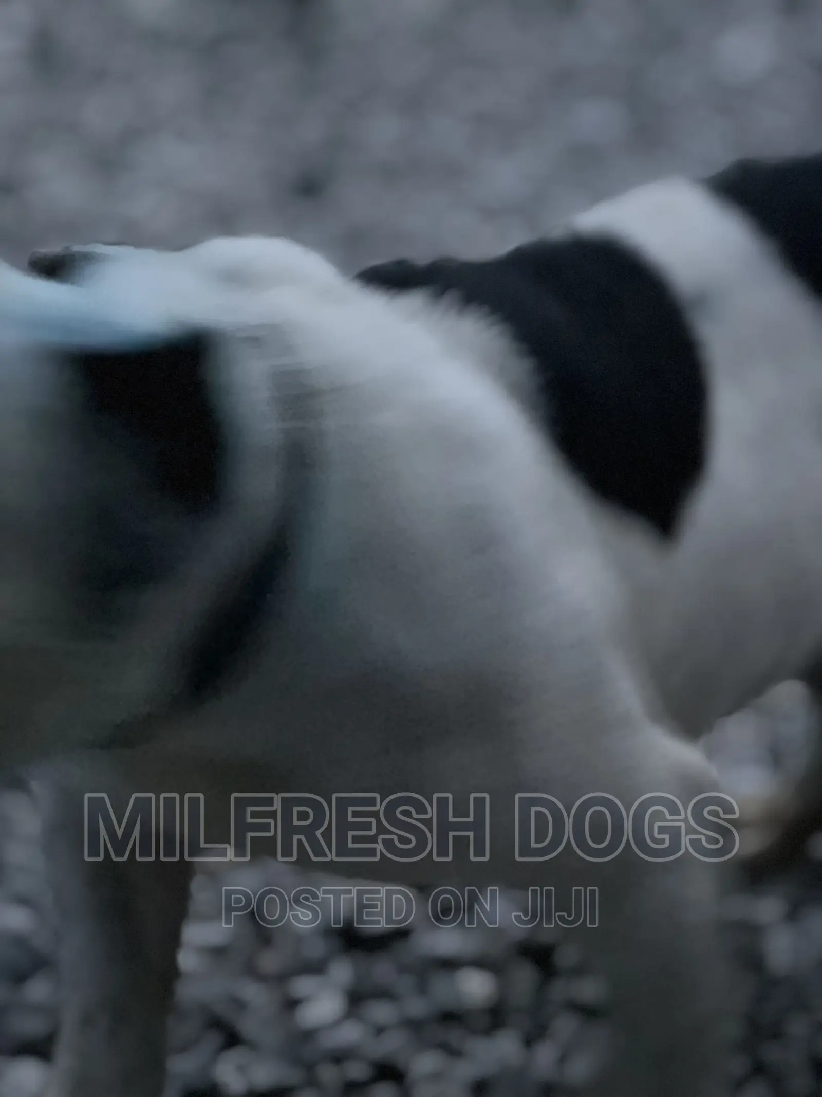 1-3 months Male Purebred American Bully