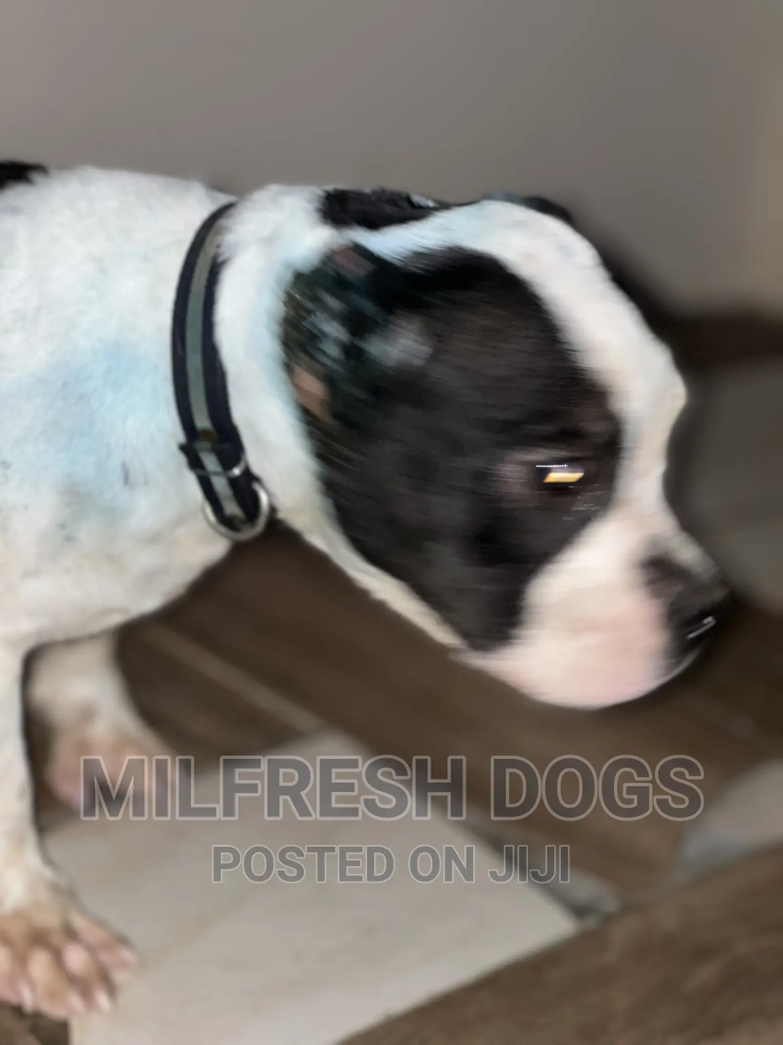 1-3 months Male Purebred American Bully