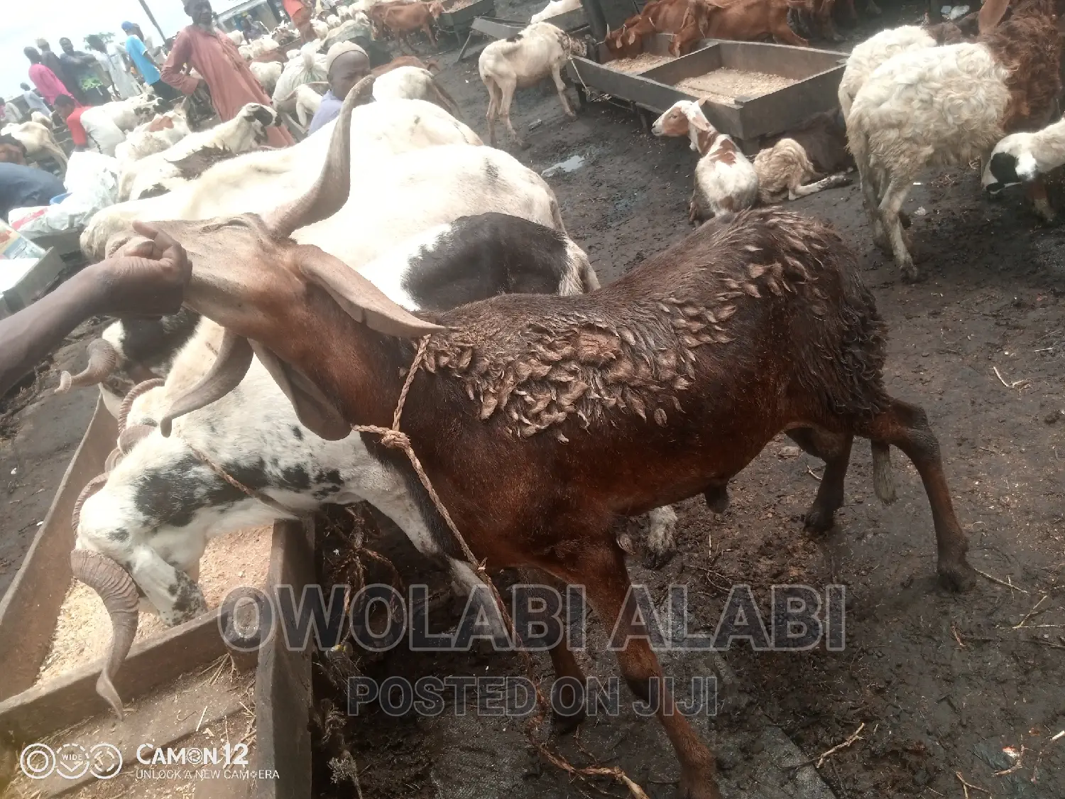Affordable Rams Sheeps and Goat