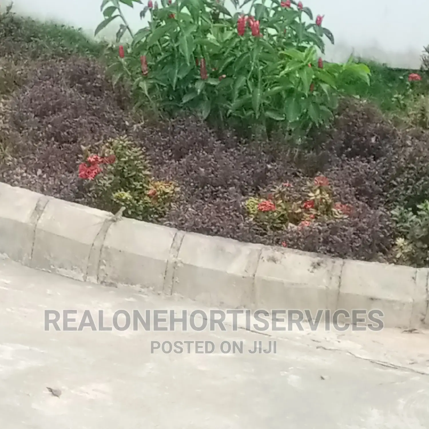Landscape Plants for Homes, Hotels, Estate Driveway