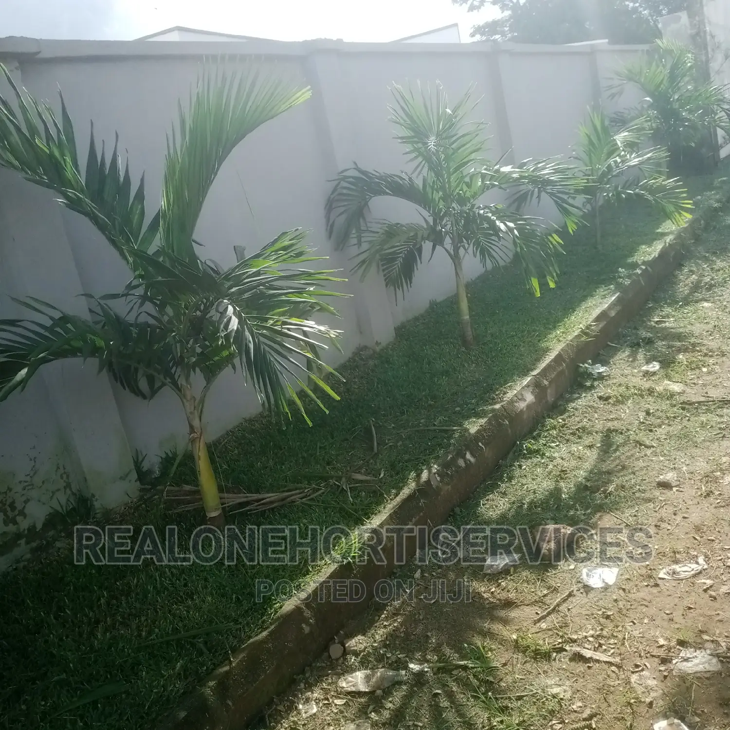 Queens Palm ; Suitable Home Plant