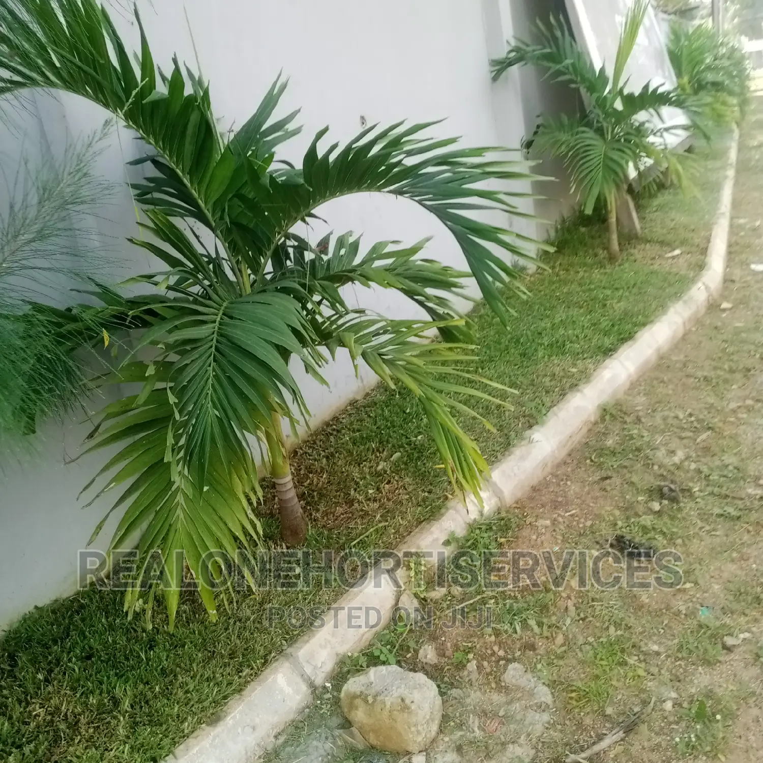 Queens Palm ; Suitable Home Plant