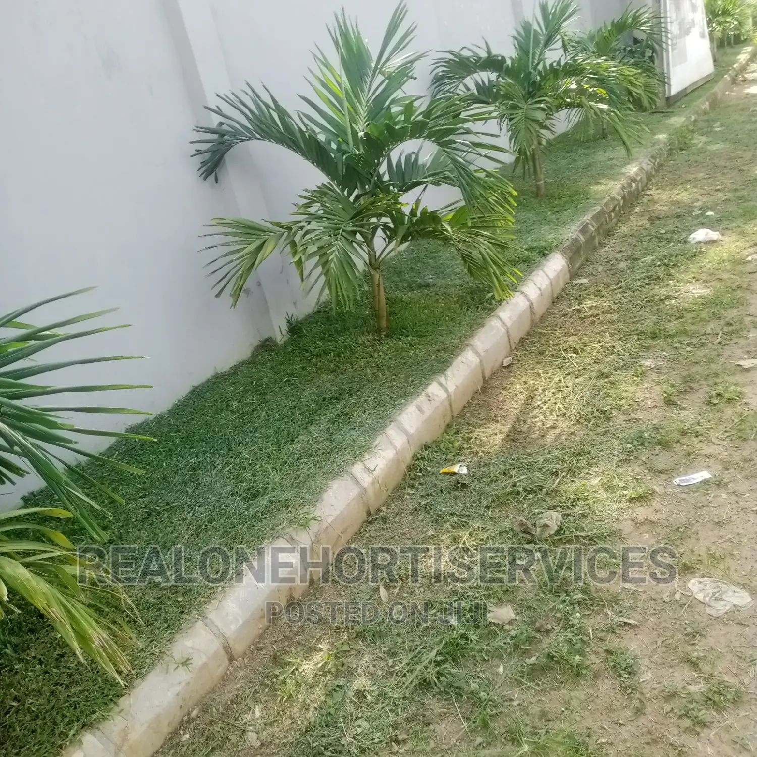 Queens Palm ; Suitable Home Plant