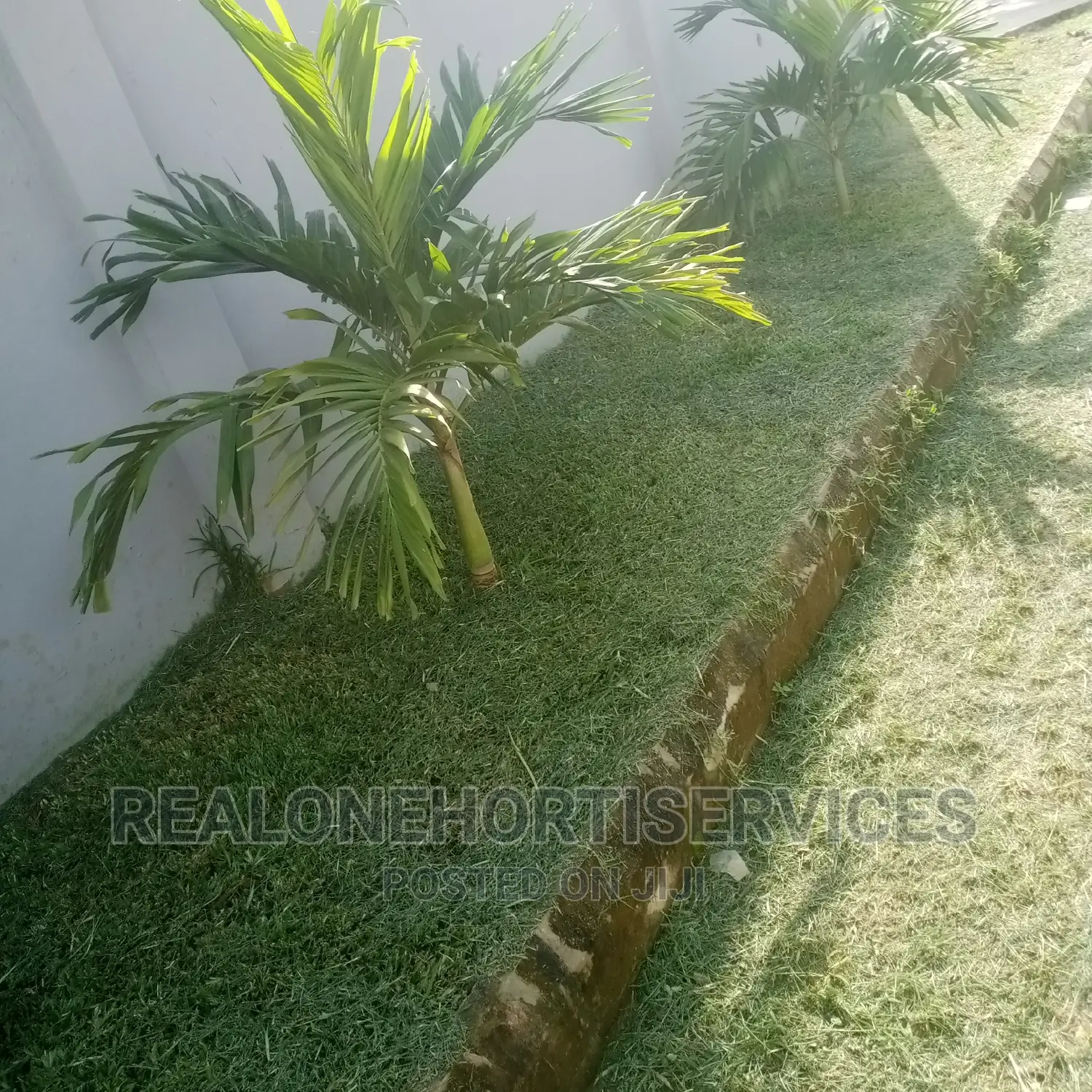 Queens Palm ; Suitable Home Plant