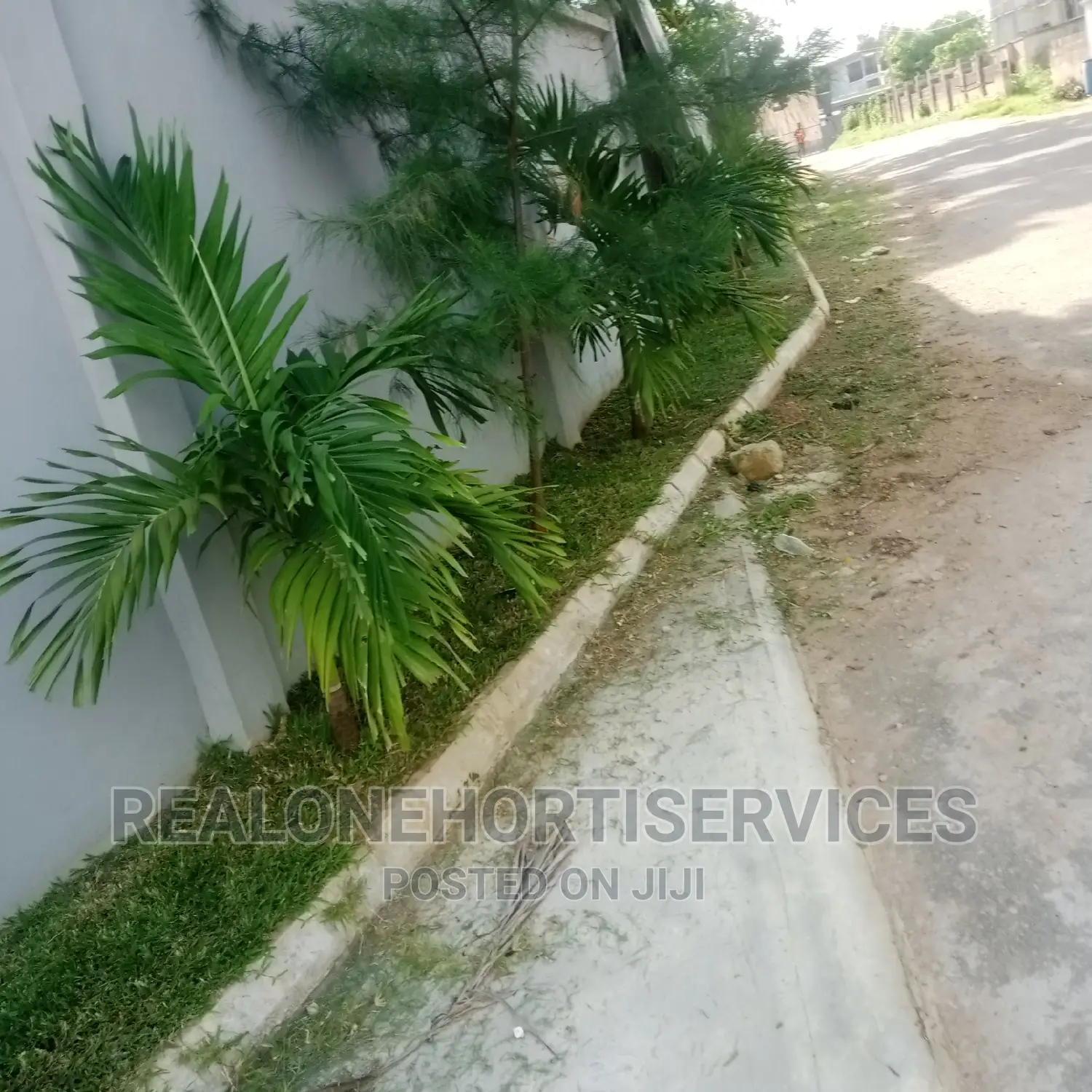 Queens Palm ; Suitable Home Plant