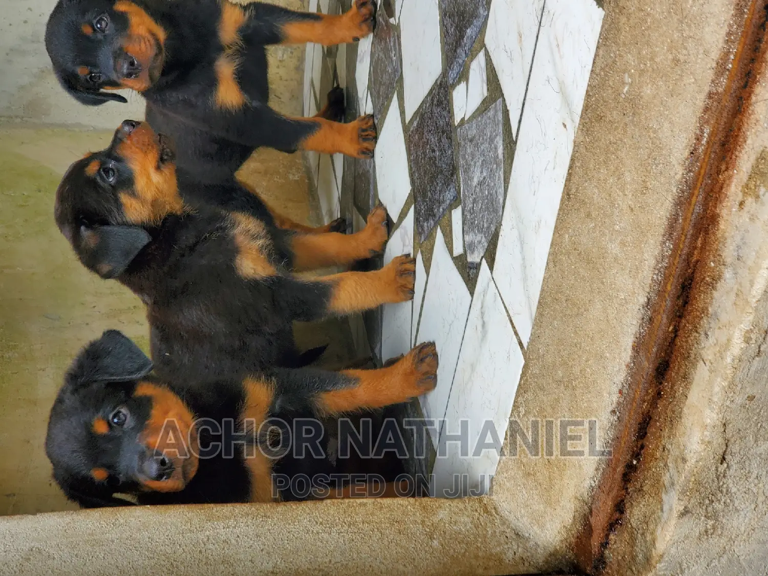 1-3 months Male Purebred Rottweiler
