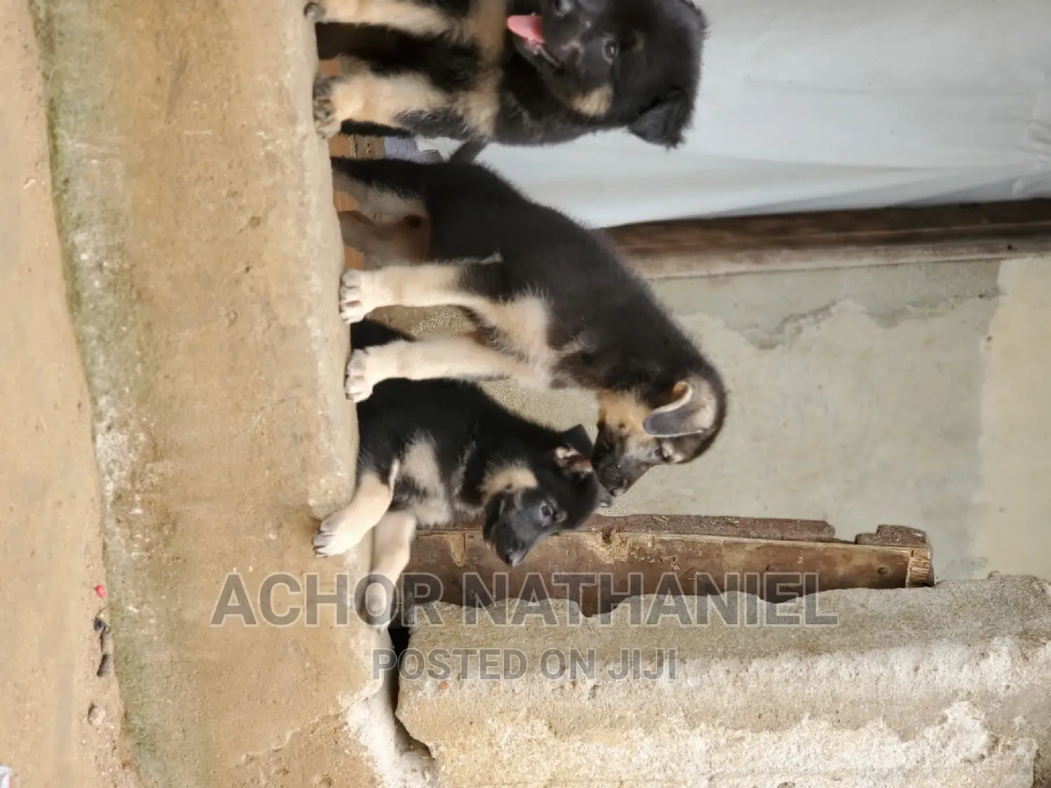 1-3 months Female Purebred German Shepherd