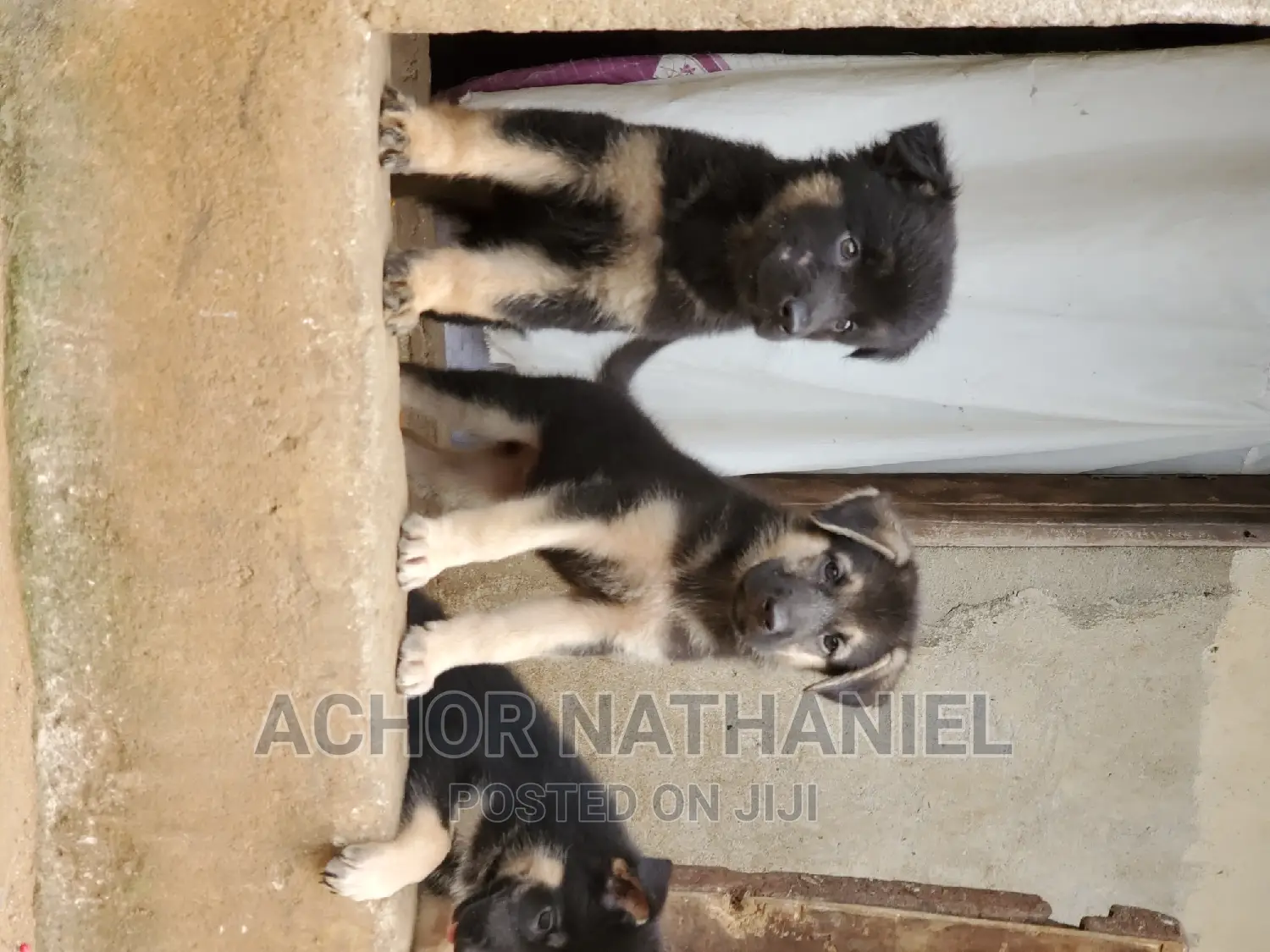 1-3 months Female Purebred German Shepherd