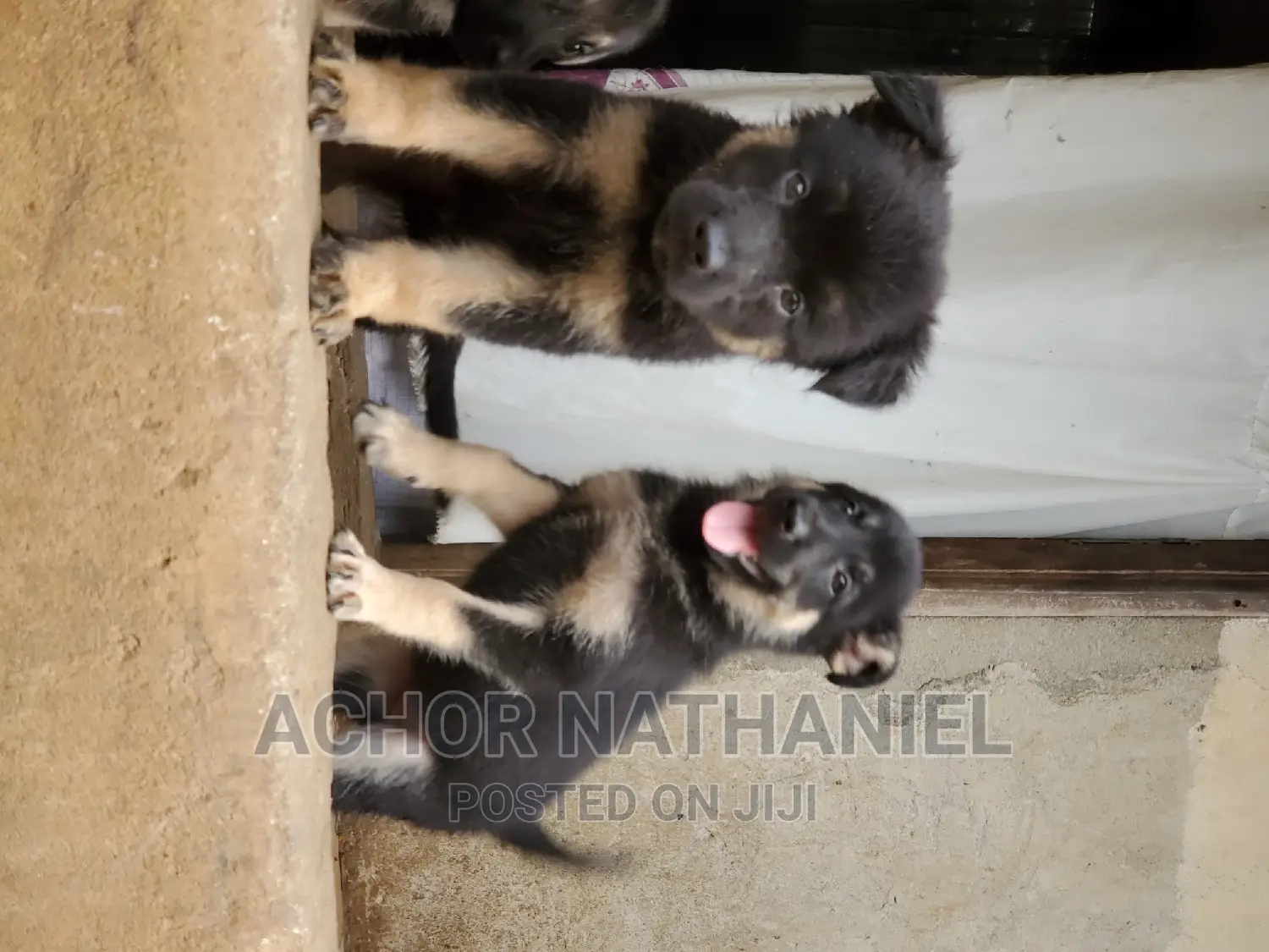 1-3 months Female Purebred German Shepherd
