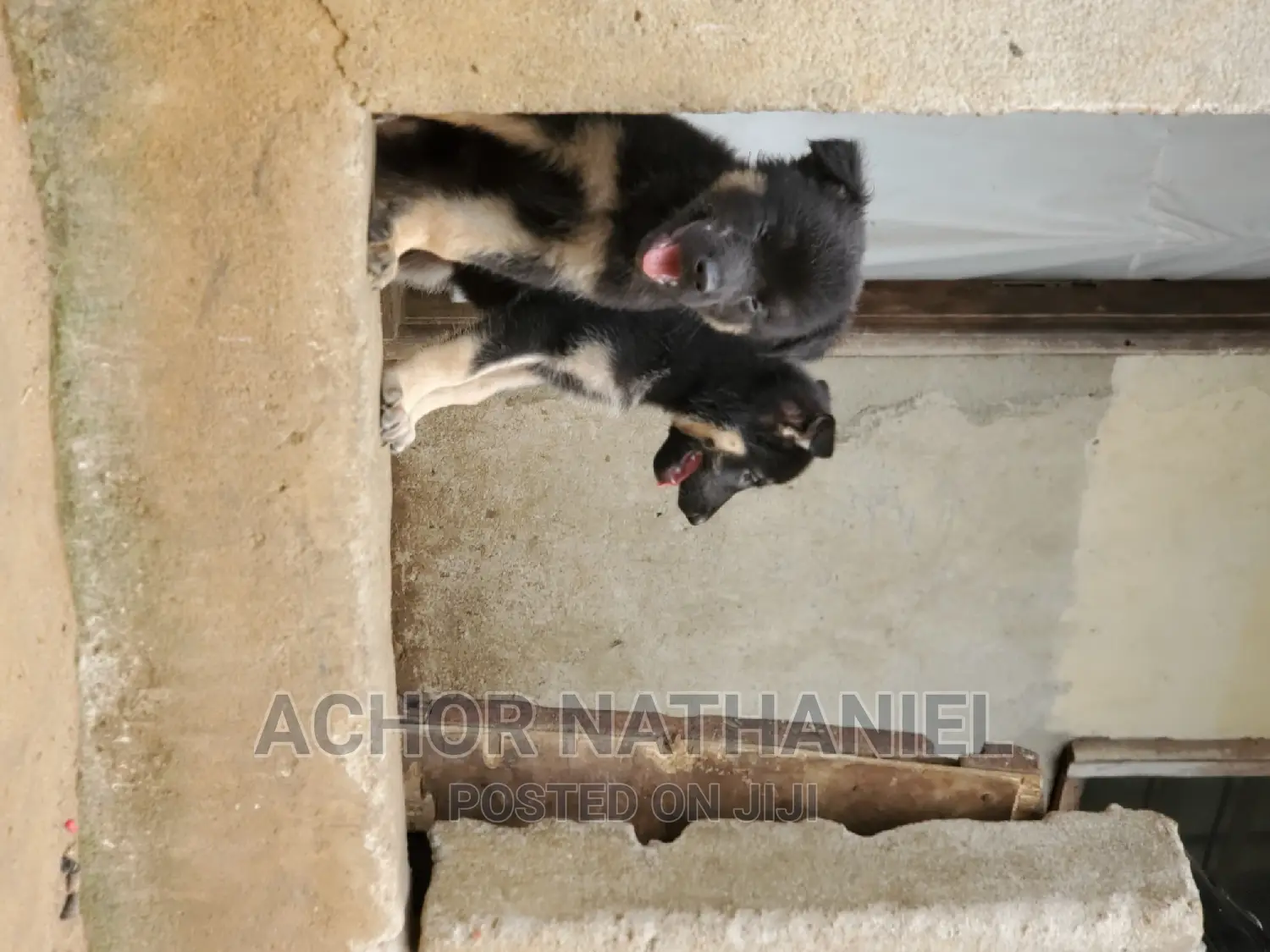 1-3 months Female Purebred German Shepherd
