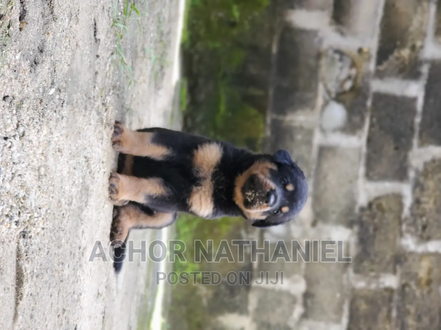 1-3 months Female Purebred Rottweiler
