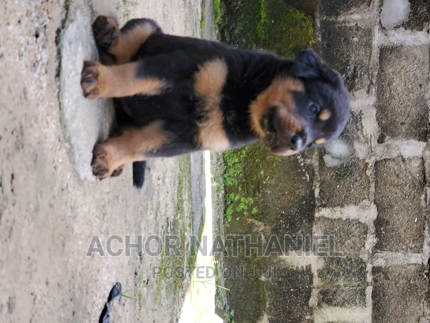 1-3 months Female Purebred Rottweiler
